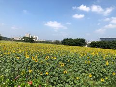 -光明小镇欢乐田园