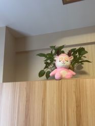 -Dr.林醫生产后修复·配方产康(南京江宁万达店)