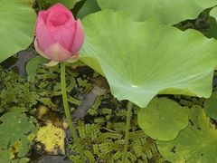 -洪湖生态旅游区