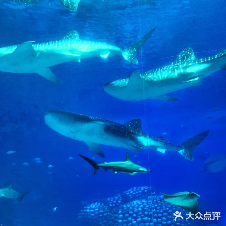 珠海长隆海洋王国 | 鲸鲨馆💯拍照攻略
