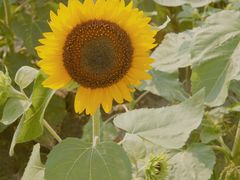 -中国天府农业博览园