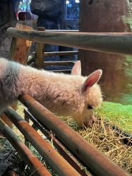 -Zoolung Zoolung动物主题公园(海信广场店)