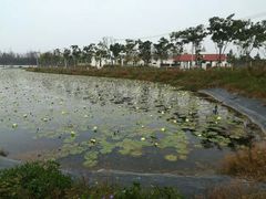 -上海长兴岛郊野公园