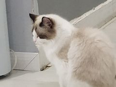 -喵的天空名猫咖啡馆·撸猫·猫舍·用品