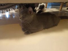 -平行世界·猫咖(首经贸店)