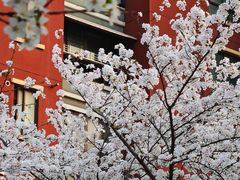 -高东镇樱花园
