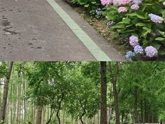 -合肥滨湖国家森林公园