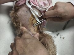 -北京观赏动物医院·24小时大型综合·猫专科·异宠专科
