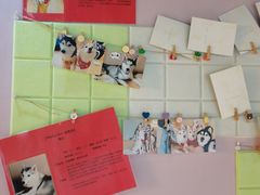 -Husky Go! 哈士奇体验馆·宠物咖啡厅狗咖