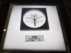 -上海昆虫博物馆