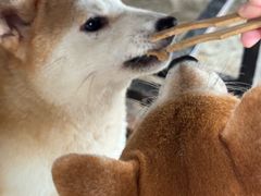 -柴犬高等学院·狗咖·柴犬售卖·宠物训练