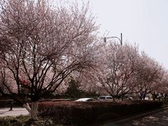 -昆山城市生态森林公园