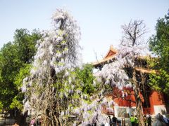 -北京国子监胡同