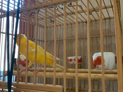 -Rabbit Cafe私房西餐甜点咖啡(栖霞路店)