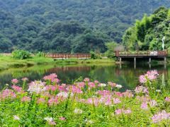 -广州市石门国家森林公园