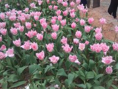 -洛阳郁金香牡丹园