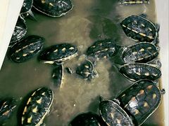 -华声天桥民俗文化园