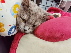 -佳怡动物医院·平价24小时·猫专科骨外科