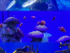 -海合安武汉极地海洋公园