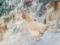 -凤凰山公园-龙王古庙