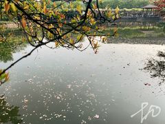 -嘉定紫藤园