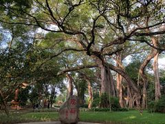 -瑞丽独树成林风景区