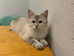 -猫色咖啡·猫咖
