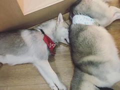 -Husky Go! 哈士奇体验馆·宠物咖啡厅狗咖