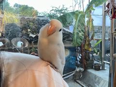 -吉丁鸟咖·异宠·寄养