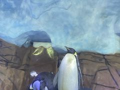 -海合安成都极地海洋公园