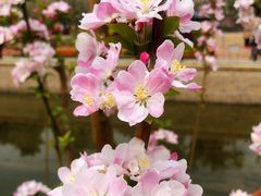-海棠花溪(元大都城垣遗址公园)
