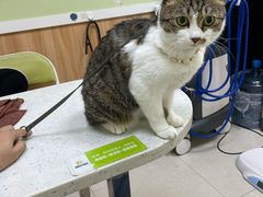 -瑞鹏宠物医院·夜间急症·心超·猫科(祖庙分店)