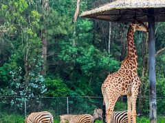 -云南野生动物园