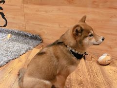 -柴务处·柴犬主题狗咖