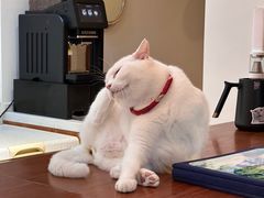 -有猫主题·治愈系猫咖(曾厝垵店)