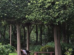 -东莞植物园