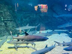 -烟台海昌鲸鲨海洋公园