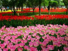 -石家庄市植物园