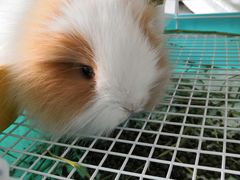 -宠物兔专门店(天丰利市场店)