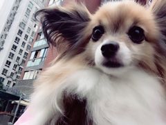 -Oh My Dog宠物沙龙(伊珊娜皮毛护理店)