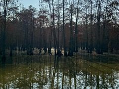-池杉湖湿地公园