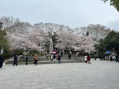 -武汉大学-樱园