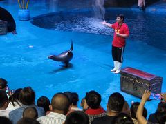 -烟台海昌鲸鲨海洋公园