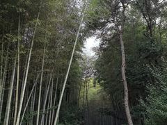 -冶父山国家森林公园