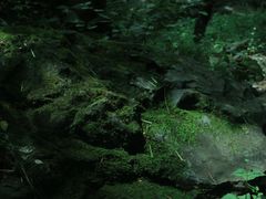 -阳台山自然风景区