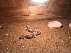 -上海大自然野生昆虫馆