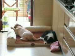 -北京赛佳动物医院