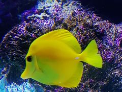 -悉尼海洋生物水族馆