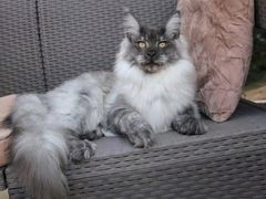 -青奢宠物·青奢猫舍