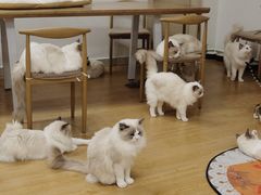 -有喵·猫咖·狗咖·30几只猫10只小狗(岗厦店)